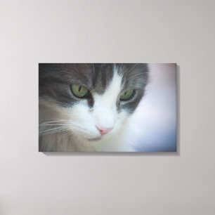 Schöne Katzenverkleidung nach unten Leinwanddruck