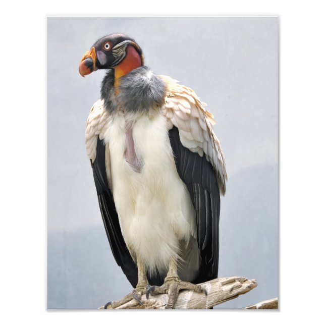 Schöne King Vulture Fotodruck (Vorne)