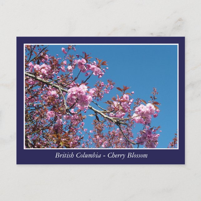 schöne Kirschblüte Postkarte (Vorderseite)