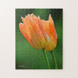 Schöne, kissed Pastel Orange Tulips Puzzle