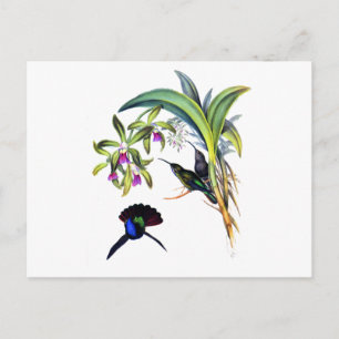 Schöne Kolibris und lila Orchideen Postkarte