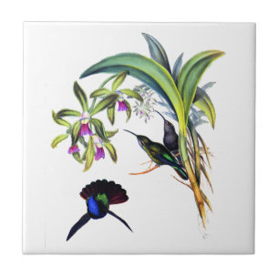 Schöne Kolibris und violette Orchideen Fliese