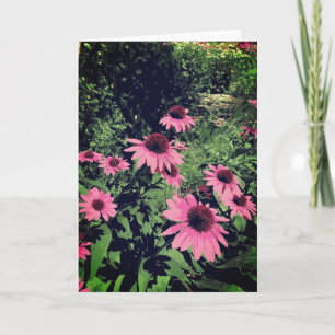 Schöne Kone Blume im Garten rosa Lila Karte