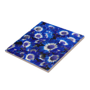 Schöne königsblaue Cineraria-Blumen Fliese
