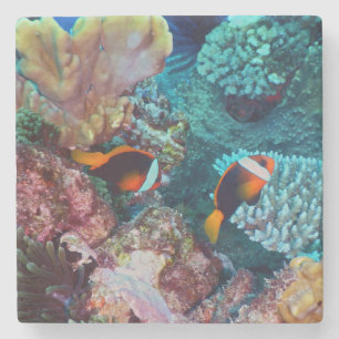 Schöne Korallenriffe mit Fischen Steinuntersetzer