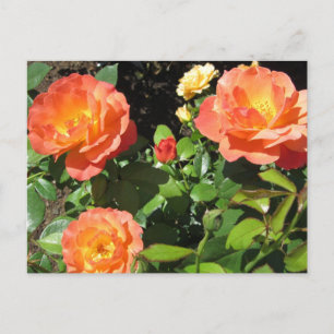 Schöne Korallenrosen Postkarte
