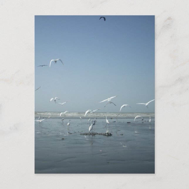 Schöne Krane, die über das Ballett der Natur flieg Postkarte (Vorderseite)