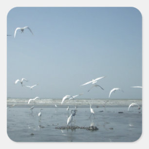 Schöne Krane, die über das Ballett der Natur flieg Quadratischer Aufkleber