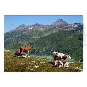 Schöne Kühe hoch oben in den Bergen