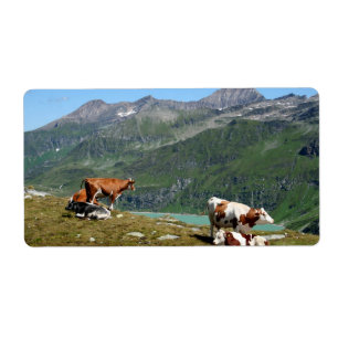 Schöne Kühe hoch oben in den Bergen