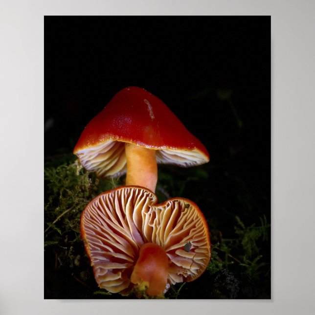 Schöne Kunstdrucke von Scharlachrotem Wachsbecherl Poster (Vorne)
