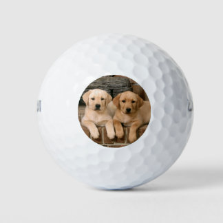 Schöne Labrador Puppys Golfball