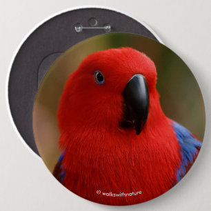 Schöne "Lady in Red" Eclectus Parrot Button