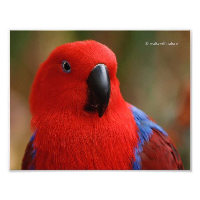 Schöne "Lady in Red" Eclectus Parrot Fotodruck (Vorne)
