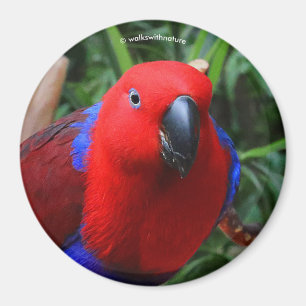 Schöne "Lady in Red" Eclectus Parrot Magnet