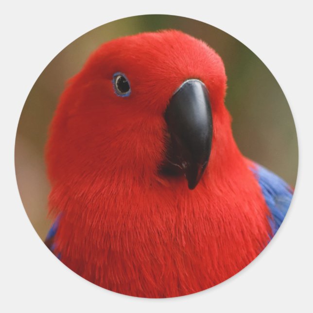 Schöne "Lady in Red" Eclectus Parrot Runder Aufkleber (Vorderseite)