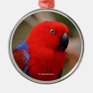 Schöne "Lady in Red" Eclectus Parrot Silbernes Ornament