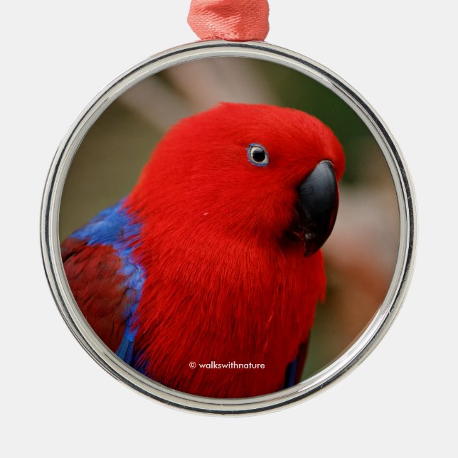 Schöne "Lady in Red" Eclectus Parrot Silbernes Ornament (Vorne)
