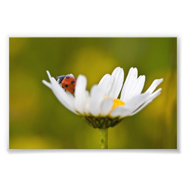 Schöne Ladybird am Oxeye Daisy Foto Print 6x4 (Vorne)