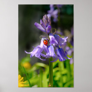Schöne Ladybug auf Bluebells 8x12" Print Poster