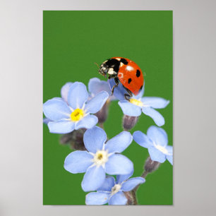 Schöne Ladybug auf Vergessen-ich-nicht Poster