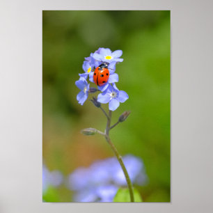 Schöne Ladybug auf vergessene-me-not 8x12" Print Poster