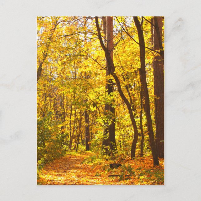 Schöne Landschaft - Straße im Herbstwald Postkarte (Vorderseite)