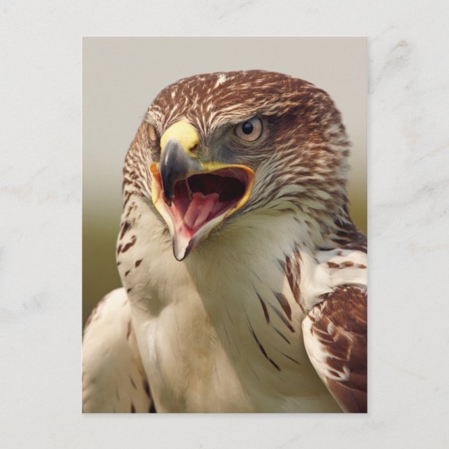 Schöne Lanner Falcon Postcard Postkarte (Vorderseite)