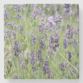 Schöne Lavendel Steinuntersetzer