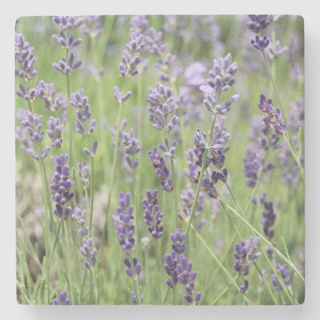 Schöne Lavendel Steinuntersetzer (Vorderseite)