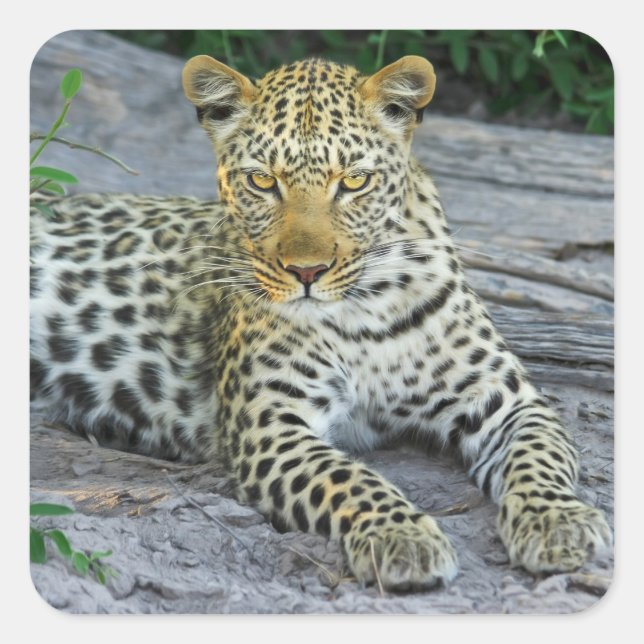 schöne Leopardenaufkleber Quadratischer Aufkleber (Vorderseite)