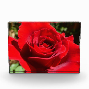 Schöne leuchtend rote Rosenblume Fotoblock
