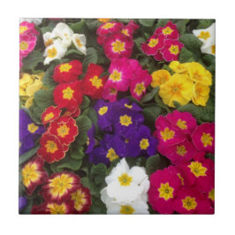 Schöne leuchtende Polyanthus-Blumen Fliese