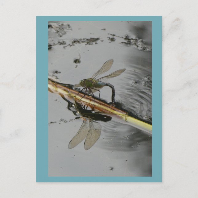 Schöne Libelle auf der Wasserstelle Postkarte (Vorderseite)