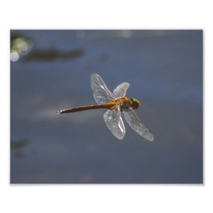 Schöne Libelle Nah über Wasser Fotodruck