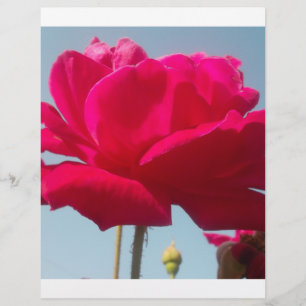 Schöne, liebevolle Rose Rot gegen Blau