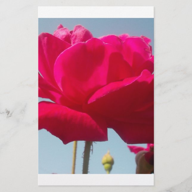 Schöne, liebevolle Rose Rot gegen Blau (Vorderseite)