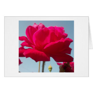 Schöne, liebevolle Rose Rot gegen Blau