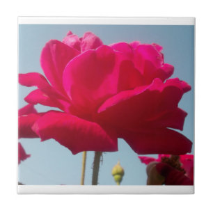 Schöne Liebliche Himmlische Rose Rot Gegen Blau Fliese