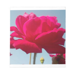 Schöne Liebliche Himmlische Rose Rot Gegen Blau Notizblock