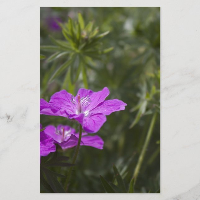 Schöne lila Blume (Vorderseite)