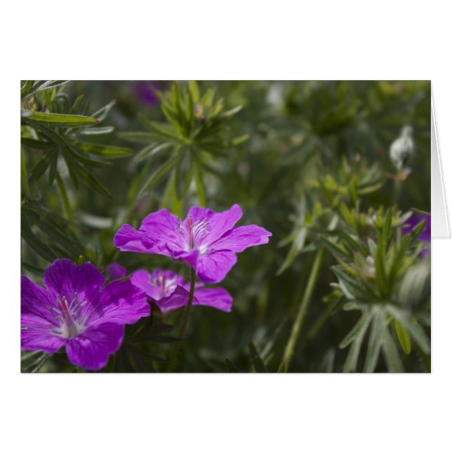 Schöne lila Blume (Vorderseite (Horizontal))