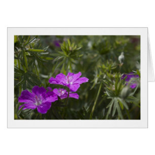 Schöne lila Blume