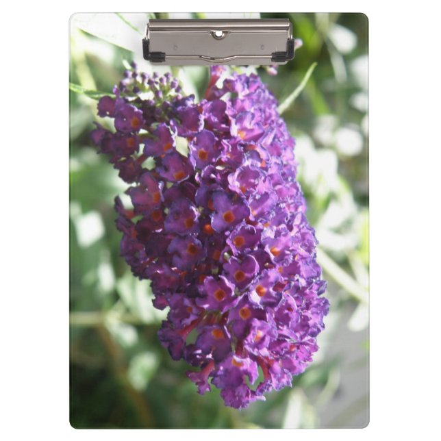 Schöne Lila Buddleia-Blume Klemmbrett (Vorderseite)