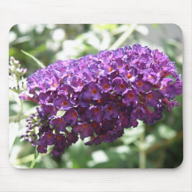Schöne Lila Buddleia Blume Mousepad (Vorne)