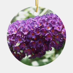 Schöne Lila Buddleia Blume Ornamente