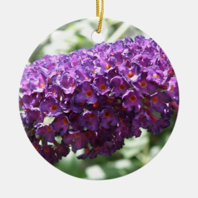 Schöne Lila Buddleia Blume Ornamente (Vorne)