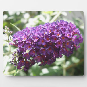 Schöne Lila Buddleia Blume Plaque Fotoplatte