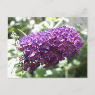 Schöne Lila Buddleia Blume Postkarte