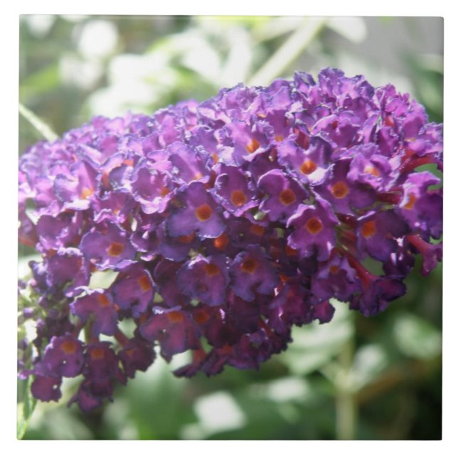 Schöne Lila Buddleia Blume Tile Fliese (Vorderseite)